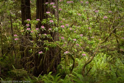Redwoods and Rhododendrons, default sharpening settings.