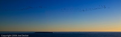 Dawn Migration and Tabular Iceberg, Greenland Coast