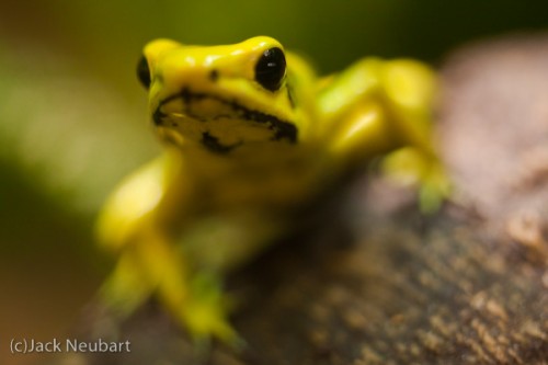 Frog Close-up by Available Light. The smaller species of frogs, such as this poison dart frog, are constantly darting about, but sometimes pause long enough for a few exposures. To prevent camera shake (the lens was leaning against the glass--but often not very steadily, at an angle), I chose to shoot wide open and maximize shutter speed, which was still quite slow under these low light conditions (ISO 800, 1/15 sec). Of course, you can't expect to get more than one eye in focus in a head-on shot--but it sure looks menacing. Copyright  ©2009 Jack Neubart. All rights reserved.