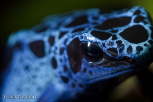 Frog Close-up by Flash. I was even able to shoot some poison dart frogs at or near life-size, when they were close enough to the glass. A ring flash--held off camera to prevent backscatter from the glass and glaring reflections in the frog's skin--gave me the depth of field I needed while freezing movement. Copyright  ©2009 Jack Neubart. All rights reserved.