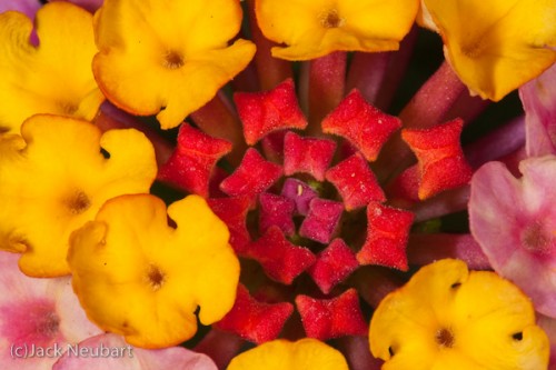  Flower: Life-Size. I set the lens to the nearest focusing point for life-size captures and stopped down all the way to f/22 to maximize depth of field, while using a ring flash attached to the lens. I fine-focused by moving to-and-fro with the camera. Copyright  ©2009 Jack Neubart. All rights reserved.