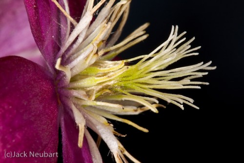 Flower with Black Backdrop. I used a ring flash, shooting at f/22 for this life-size capture. I stopped-down, not so much for depth of field as to limit the reach of the light and create a stark backdrop. Copyright  ©2009 Jack Neubart. All rights reserved.