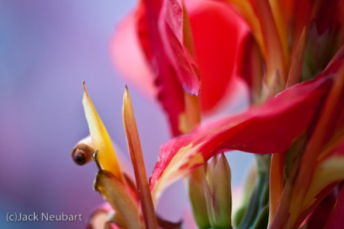  Selective Focus. Shooting at f/2 lets you selectively focus on one slice in the image plane while creating a soft blur of surrounding color in this exotic plant. You wouldn't know this was situated in the heart of a busy New York City thoroughfare. Copyright  ©2009 Jack Neubart. All rights reserved.