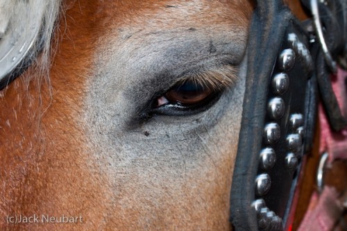 Carriage Horse. With the built-in flash on the Rebel T1i at the ready, I prepared to photograph a carriage horse from a fairly close distance. Suddenly the horse turned towards me--so I quickly grabbed the shot. I was amazed at the clarity. The eyelashes look as sharp as cactus needles. Copyright  ©2009 Jack Neubart. All rights reserved.