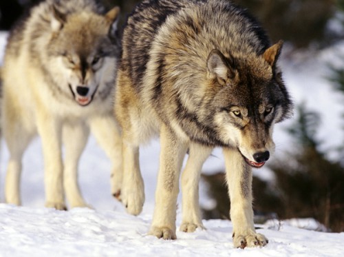 wide-aperture-wolves-9_4