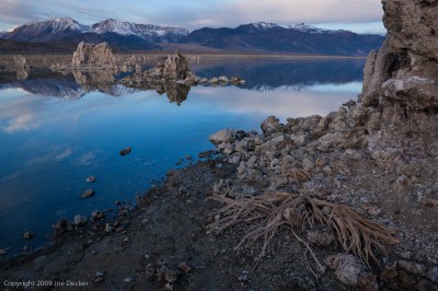 Bleached bush skeleton, Mono Lake, California