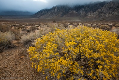 Rabbit Brush, Sherwin Grade, Eastern Sierra, California.