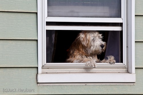 "How much is that doggie in the window?" You may have heard the song, but I was lucky enough to see the picture. As the dog was repositioning itself in the frame, I repositioned myself to get this shot, again with my Canon 200mm f/2.8. Even at ISO 1000, the image looks quite clean. Copyright  ©2009 Jack Neubart. All rights reserved.