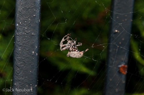 <strong>Spider in web.<strong> I met and photographed this spider's cousin in Cologne, Germany. But there I used an off-camera Nikon SB-900 flash with my D300. Here I used the D300S with the built-in flash, after removing the lens shade to prevent vignetting. <strong> <i>Copyright  ©2009 Jack Neubart. All rights reserved.</strong> </i>