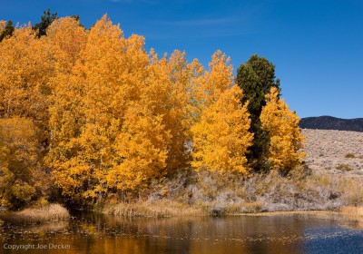 Aspens, Walker Creek