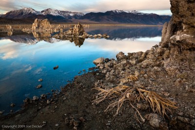 Bush Skeleton, Mono Lake, California