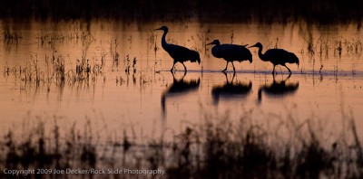 Crane Family Stroll, Sunrise, Bosque del Apache