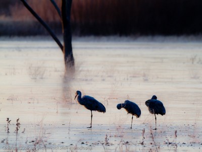 Three Cold Cranes, Bosque del Apache