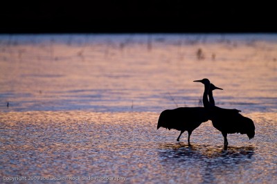 Love Birds, Bosque del Apache