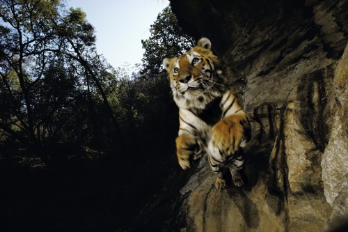 Leaping Tiger