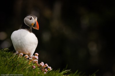 Puffin IV