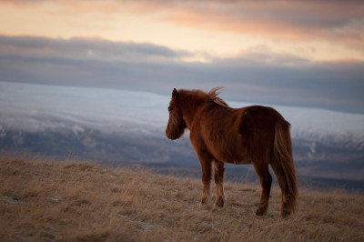 Icelandic Horse Example